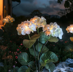 Ethere Hydrangea Glow